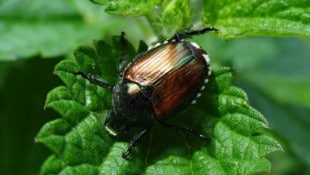 Der Japankäfer (popillia japonica) ernährt sich von mehr als 300 Wirtspflanzen.