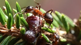 Auch Waldameisen spielen bei der Waldtracht eine große Rolle. Sie fungieren nämlich als Heger ...
