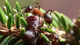Auch Waldameisen spielen bei der Waldtracht eine große Rolle. Sie fungieren nämlich als Heger ...