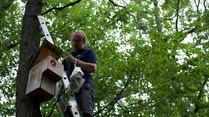 Erstmals seit Beginn des Monitorings ist heuer ein Weibchen in denselben Brutkasten ...