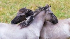 Ein Herz und eine Seele: Ein Konikpferde-Paar, das ungestört in der Natur lebt – und dabei ...
