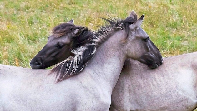 Ein Herz und eine Seele: Ein Konikpferde-Paar, das ungestört in der Natur lebt – und dabei ...
