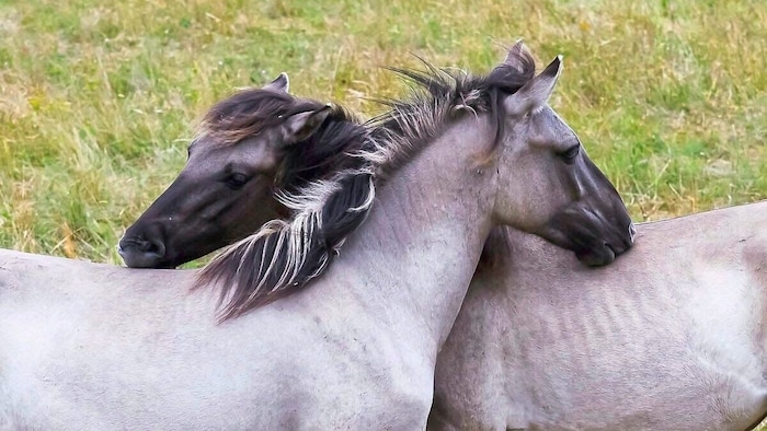 Konik-Pferde bereiten die Landschaft für Störche ideal auf