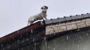 Konnte weder vor noch zurück – der Hund war durch ein Dachfenster auf das Dach gelangt.