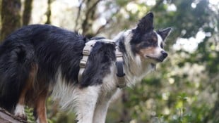 Das Unternehmen aus Pasching entwickelt GPS-Tracker für Hunde und Katzen.