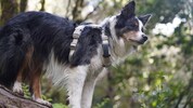 Das Unternehmen aus Pasching entwickelt GPS-Tracker für Hunde und Katzen.