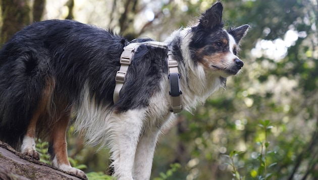 Das Unternehmen aus Pasching entwickelt GPS-Tracker für Hunde und Katzen.