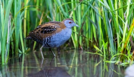 Zwergsumpfhühner leben besonders versteckt.