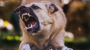 Beisst ein Hund zu, beginnt ein Verfahrenslauf – oft gibt´s unbekannte Vorgeschichten.