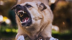 Beisst ein Hund zu, beginnt ein Verfahrenslauf – oft gibt´s unbekannte Vorgeschichten.
