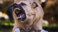 Der Hund attackierte den Radler. (Symbolbild).