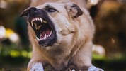 Beisst ein Hund zu, beginnt ein Verfahrenslauf – oft gibt´s unbekannte Vorgeschichten.