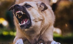 Beisst ein Hund zu, beginnt ein Verfahrenslauf – oft gibt´s unbekannte Vorgeschichten.