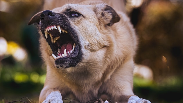 Der Hund attackierte den Radler. (Symbolbild).
