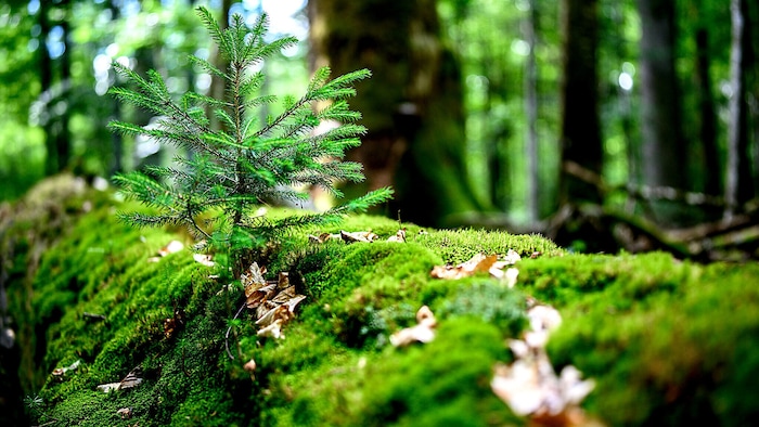 Mehr Wälder sollen wieder naturbelassen werden.