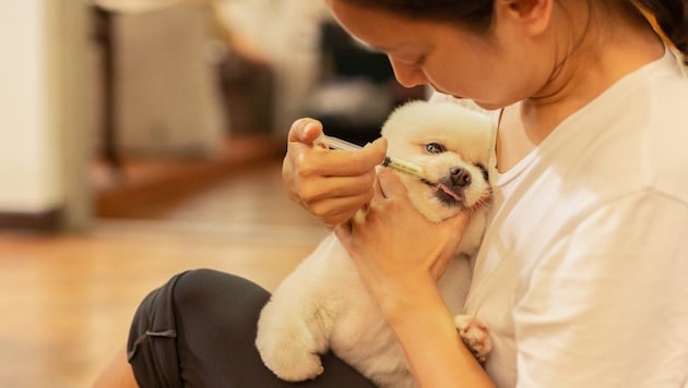 Dem kranken Hund selbst ein Mittelchen aus dem Netz verabreichen? Bitte nicht!