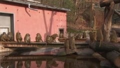 Der Nürnberger Tiergarten blieb am Dienstag geschlossen – vermutlich, um Paviane zu töten.