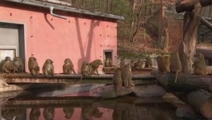 Der Nürnberger Tiergarten blieb am Dienstag geschlossen – vermutlich, um Paviane zu töten.