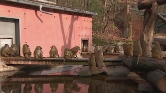 Der Nürnberger Tiergarten blieb am Dienstag geschlossen – vermutlich, um Paviane zu töten.