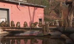 Der Nürnberger Tiergarten blieb am Dienstag geschlossen – vermutlich, um Paviane zu töten.