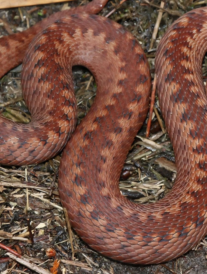 Das angebliche Foto aus dem Reitstall, das der Reptilienexperte bekam – ein Foto aus dem ...