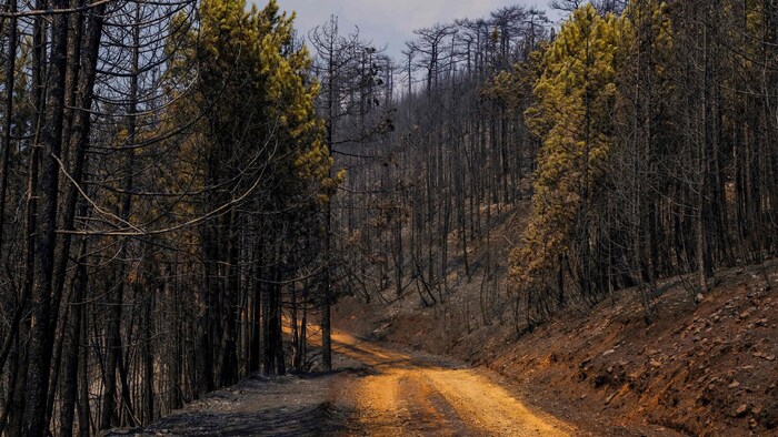 Die Türkei kämpft derzeit mit einer Hitzewelle.