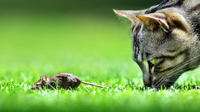 Lautlose Jägerin: Mit gespitzten Ohren und geschärftem Blick pirscht sich die Katze an.
