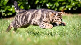 Im Sprung zur Beute zeigt die Hauskatze, was in ihr steckt – ein uralter Instinkt mit Potenzial ...