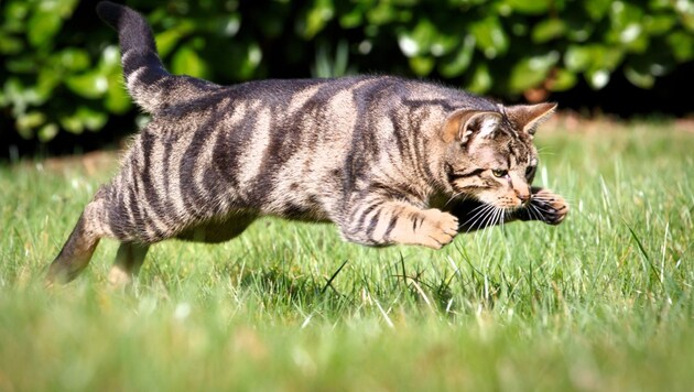 Im Sprung zur Beute zeigt die Hauskatze, was in ihr steckt – ein uralter Instinkt mit Potenzial ...