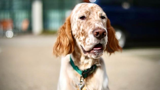Vor Gericht wird um viel Geld gestritten, das für die Behandlungen von Setter „Monty“ benötigt ...
