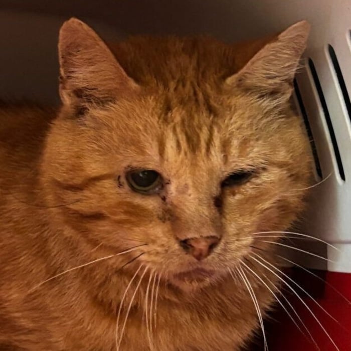 Kosmo hat leider alles verloren
