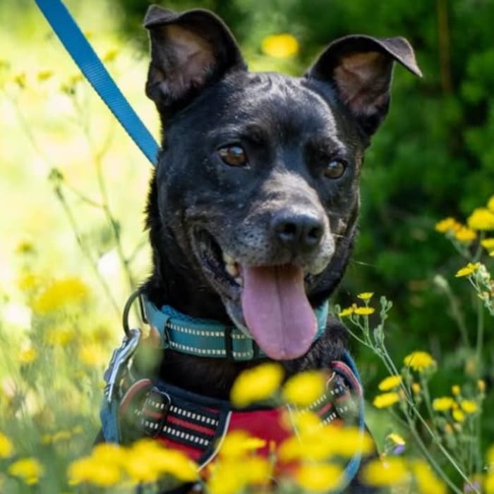 Liebt die Gesellschaft von Artgenossen: Cody