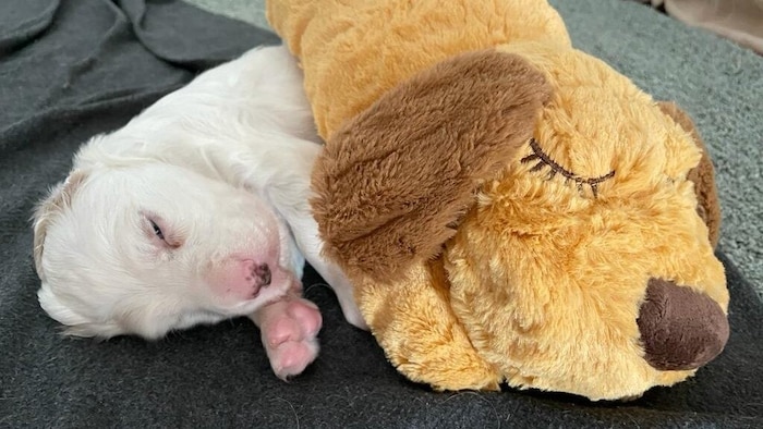 „Monty“ als Welpe im Größenvergleich mit einem Stoff-Artgenossen.