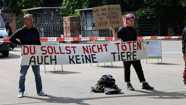 Getötete Paviane wegen Platznot an Raubtiere verfüttert: Tierschützer sind über das Vorgehen des ...