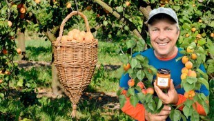 Selbst ist der Marillen- Erzeuger: Stefan Schauer steht im Bezirk Krems beinahe täglich auf der ...