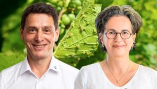 Astrid Forneck (Boku) und Wolfgang Renner (Land Steiermark) forschen zu der Schädlingsthematik. ...