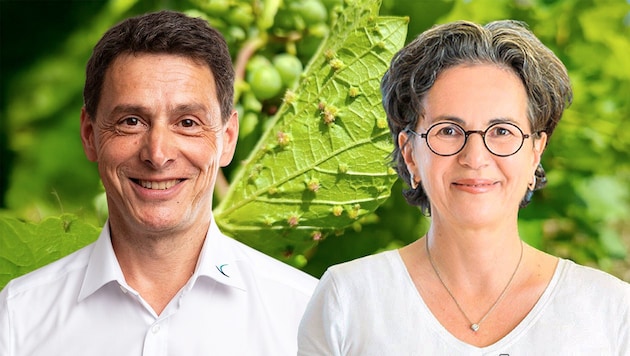 Astrid Forneck (Boku) und Wolfgang Renner (Land Steiermark) forschen zu der Schädlingsthematik. ...