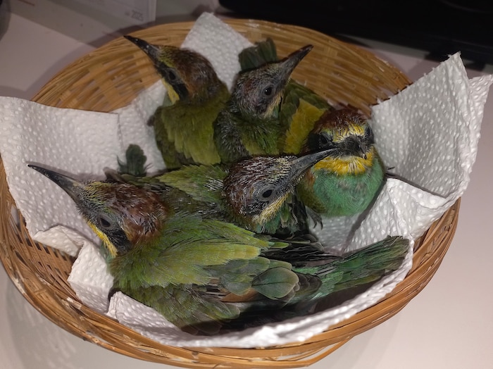 Im Körbchen fühlen sich die jungen Bienenfresser wohl.