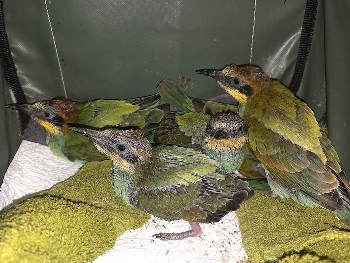 Die fünf Bienenfresser-Küken gedeihen in der Tierschutzstation Haringsee gut.