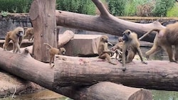 Im Tiergarten Nürnberg sind am Dienstag aus Platzgründen Paviane getötet worden.
