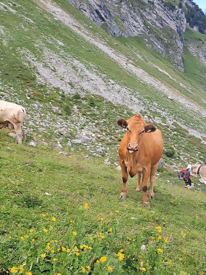 Grasende Weiderinder.