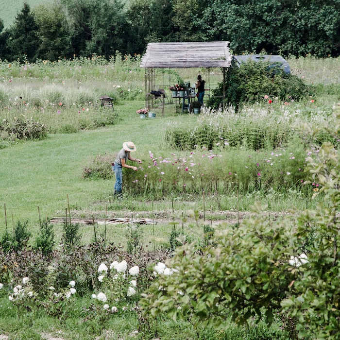 „Vom Hügel“ züchtet alle Blumen in Bio-Qualität.