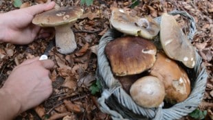 Pilze sollten mit dem Messer abgeschnitten werden. 