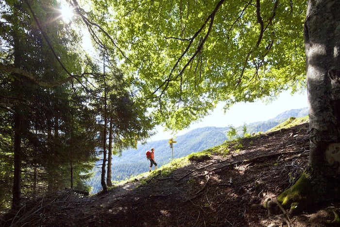 Mischwälder bieten gute Chancen für eine erfolgreiche Schwammerlsuche.