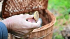 In manchen Regionen gibt es aktuell besonders viele Pilze.
