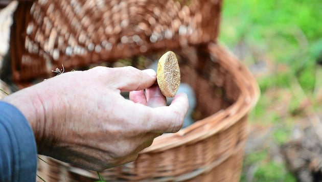 In manchen Regionen gibt es aktuell besonders viele Pilze.
