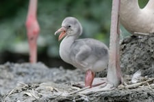 Der Schnabel ist zunächst noch gerade, er biegt sich erst später.