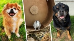 Cappuccino, Houdini und Rascha warten noch auf ihre Lebensplätze