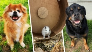 Cappuccino, Houdini und Rascha warten noch auf ihre Lebensplätze