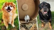 Cappuccino, Houdini und Rascha warten noch auf ihre Lebensplätze